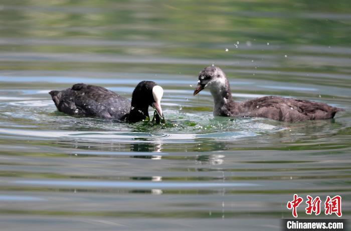 圖為6月22日，棲息在拉魯濕地內的古頂雞?！±盍?攝