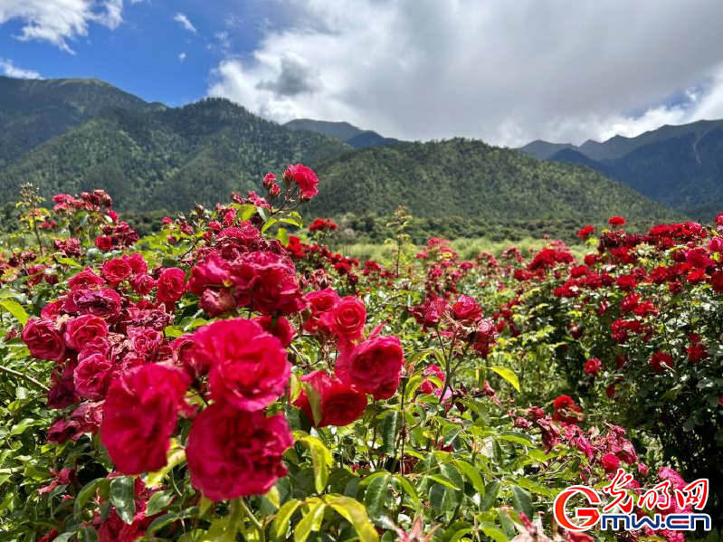 我們的家園丨工布花谷：高原花開(kāi)香飄全國(guó)，產(chǎn)業(yè)經(jīng)濟(jì)增收致富