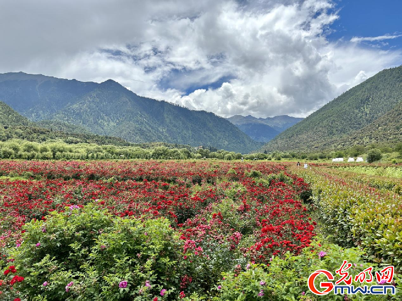 我們的家園丨【組圖】 綠水青山入畫，“金山銀山”筑起