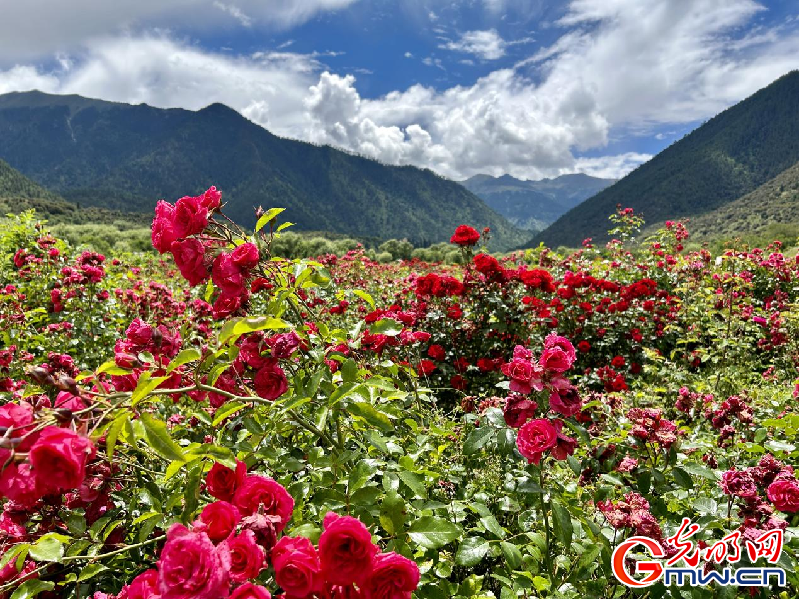 我們的家園丨【組圖】 綠水青山入畫，“金山銀山”筑起