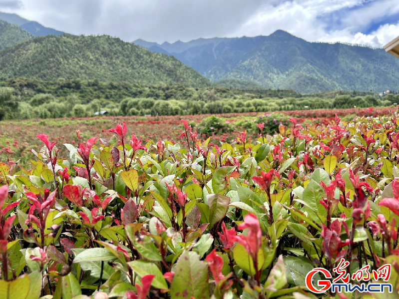 我們的家園丨【組圖】 綠水青山入畫，“金山銀山”筑起