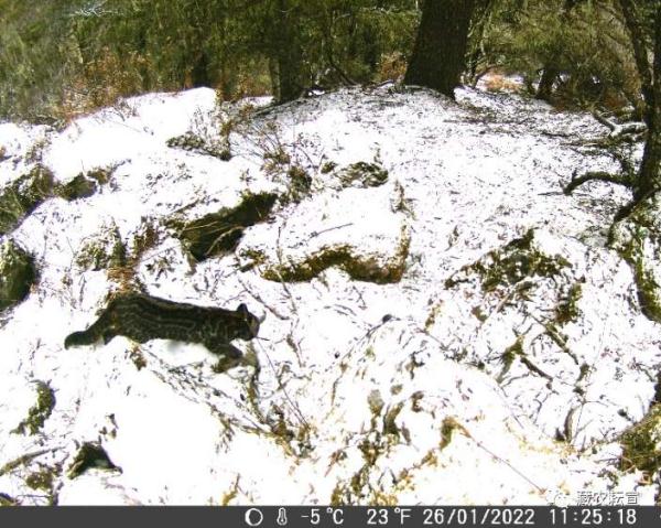 西藏色季拉山發(fā)現(xiàn)雪豹、白頰獼猴等多種珍稀野生動(dòng)物