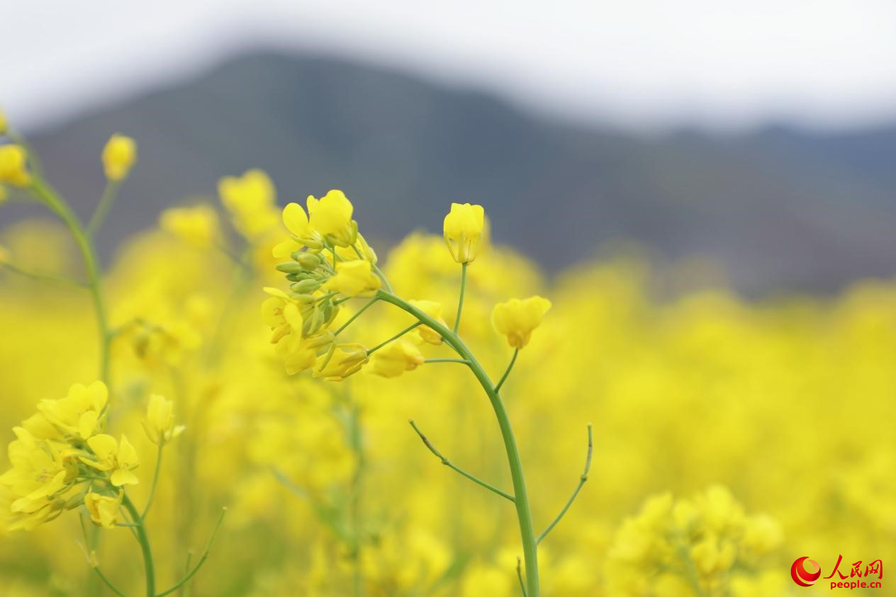 金色油菜花鋪滿大地。 人民網 李海霞攝