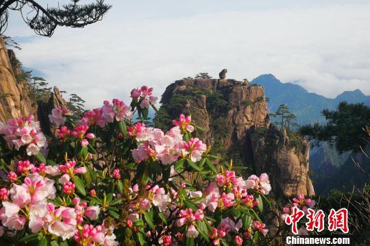 黃山風(fēng)景區(qū)“五一”小長假客流、車流平穩(wěn)