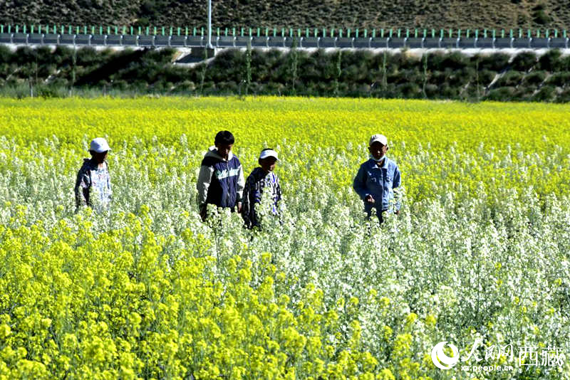 小孩在油菜花田嬉戲。人民網(wǎng) 李海霞攝