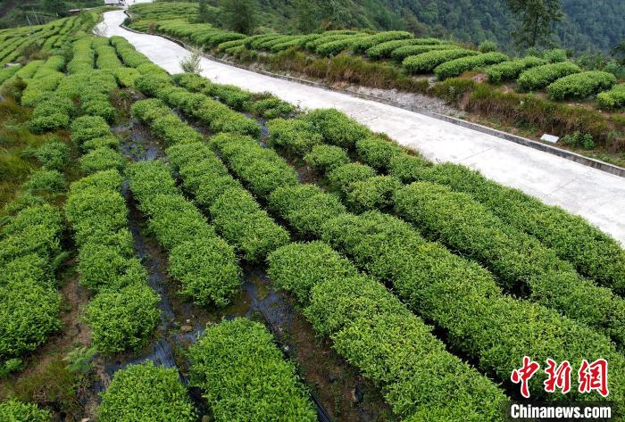 圖為西藏林芝市墨脫縣背崩鄉(xiāng)格林村山頂?shù)木坝^茶園。(無人機(jī)照片) 李林 攝